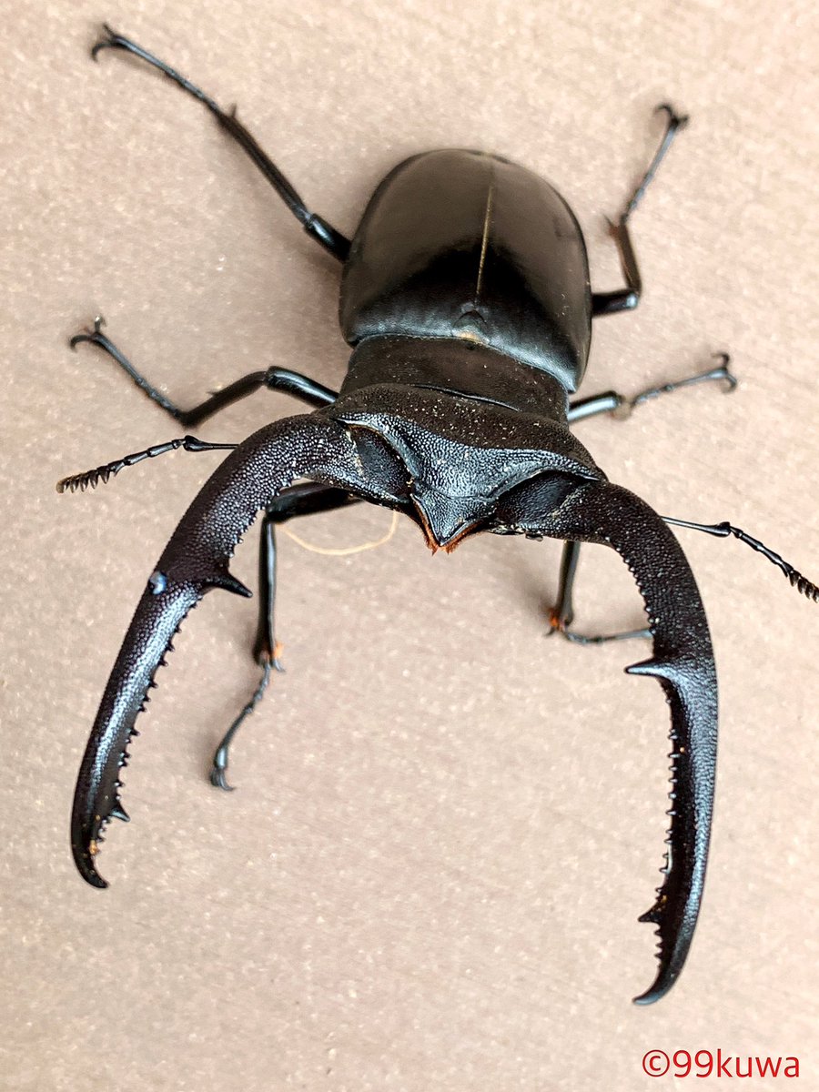 マンディブラリスフタマタクワガタ ♂109ミリ♀49ミリ・WD・成虫
