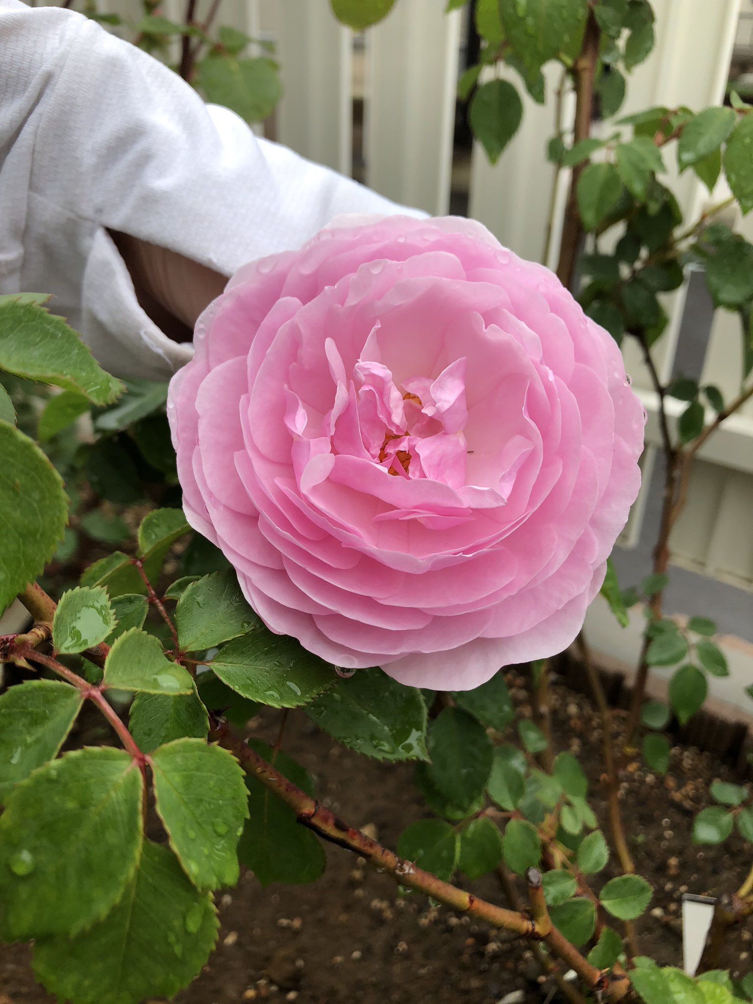 どどん オリビアローズオースチン 雨降ってたから花首垂れた 花付き良くて病気に強くて優秀 でも花の感じがあまり好きじゃない イングリッシュローズらしい華やかさや繊細さに欠ける気がする カップも浅いし香りもそんなない これなら他のピンクの
