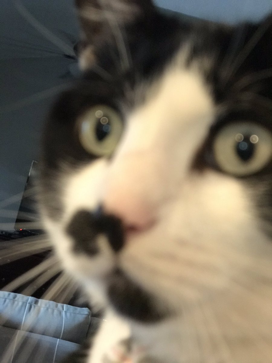 enjoicat's tweet photo. https://t.co/SIA1FbnFMW