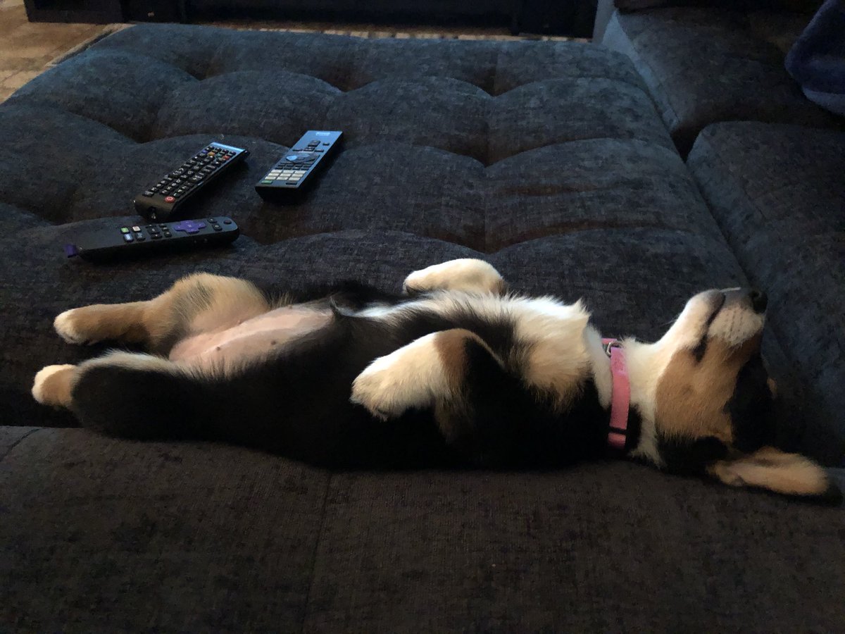 dog_rates's tweet image. This is Lady. She’s finished every show on every streaming service. Even the ones that came out today. 13/10 not sure what to do next