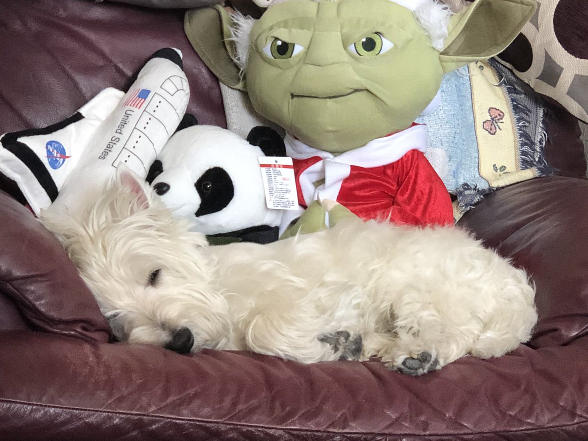 Whiskey is using the force to rest #MayThe4thBeWithYou #nationalcalendarday @HigherOrbits  @spacechelle