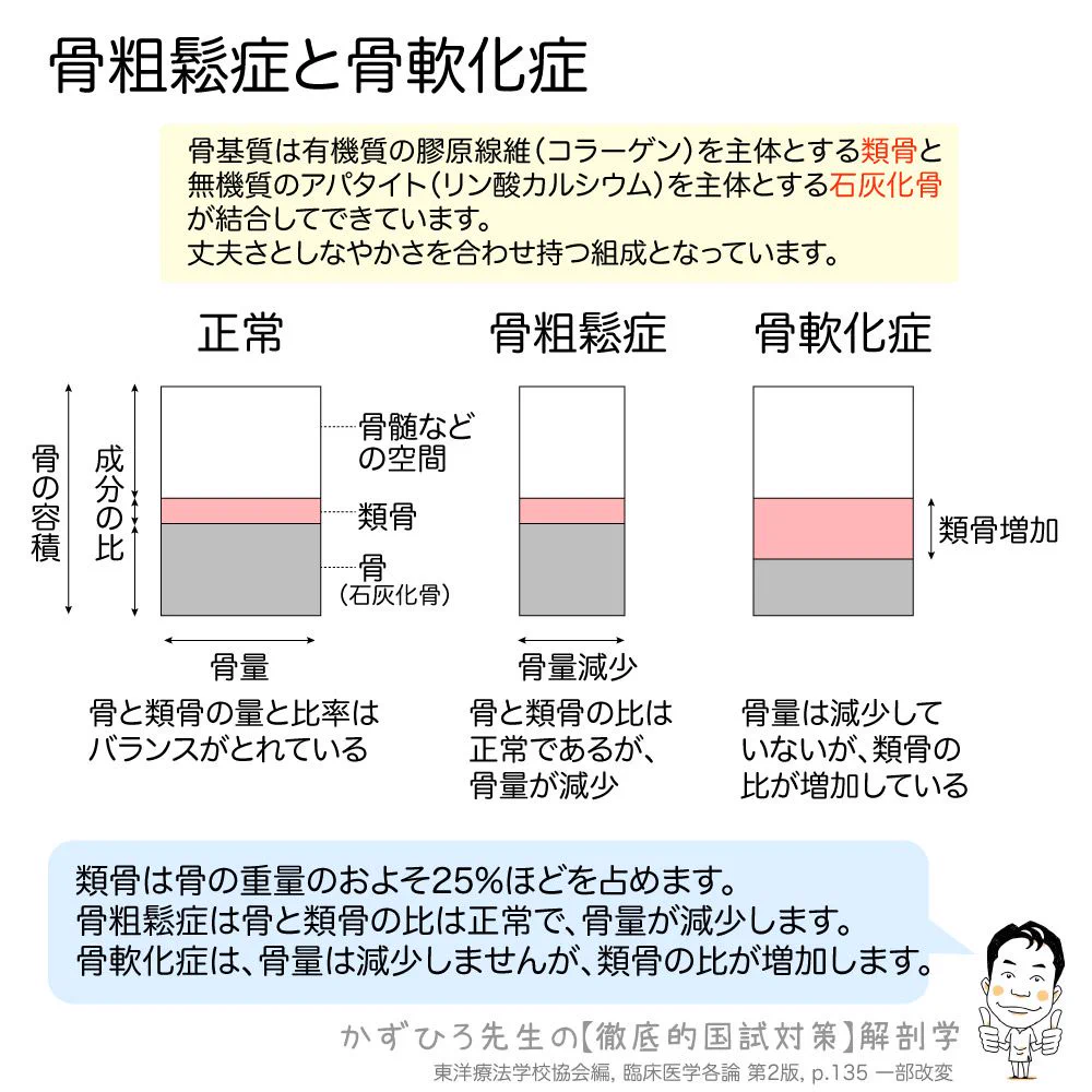 類 骨 と は