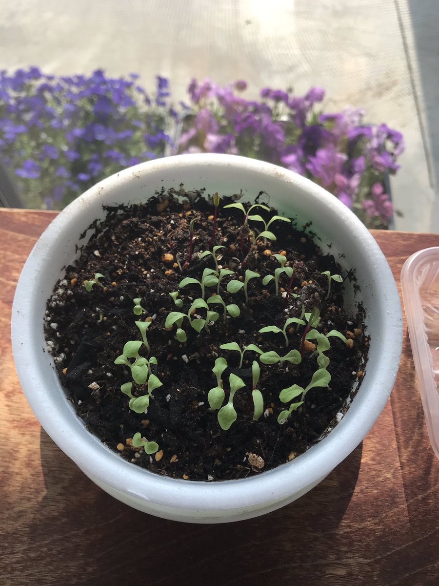 長岡市緑花センター 花テラス Sur Twitter ベビーリーフが発芽しました 先日種まきしたベビーリーフが発芽しました O 成長が早くて観察が楽しいですよ 土が乾燥しないように気を配って見守ります 長岡 緑花センター 花テラス ベビーリーフ 発芽 長岡市緑花センター 花テラス Sur Twitter ベビーリーフが発芽しました 先日種まきしたベビーリーフが発芽しました O 成長が早くて観察が楽しいですよ 土が乾燥しないように気を配って見守ります 長岡 緑花センター 花テラス ベビーリーフ 発芽