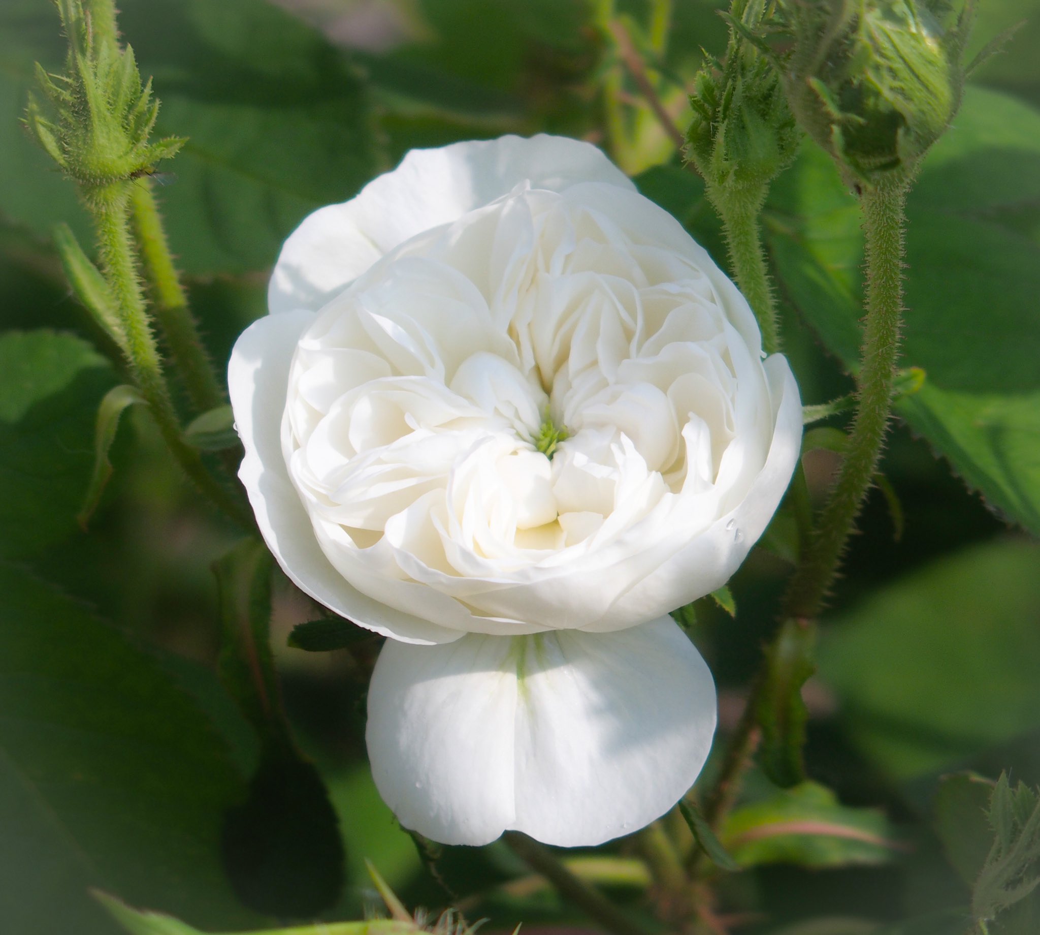 藤田重信 優しく気高い白薔薇オールドローズ マダム アルディ Mme Hardy 12 T Co Xkvct8xwhg Twitter