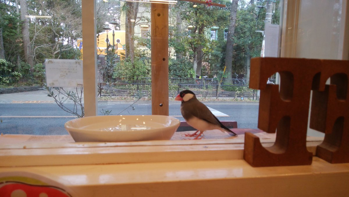 <a href="/kotoricafe_k/">ことりカフェ吉祥寺</a> 友達とはじめて訪れたことりカフェが吉祥寺でした
楽しい思い出と美味しいケーキをありがとうございました
この情勢がおさまり次第上野で楽しみたいと思ってます
頑張って下さい
#ことりカフェ吉祥寺での思い出