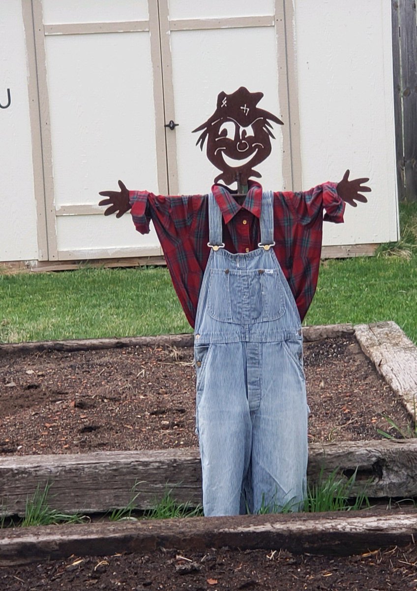 ComOptLaverne's tweet photo. I don’t think my scarecrow is scary enough to chase any birds away ⁦@ComOptND⁩ ⁦@ComOptAmber⁩ https://t.co/SH239hHZve