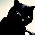 Photo by Hero Cats (@HeroCatComics)