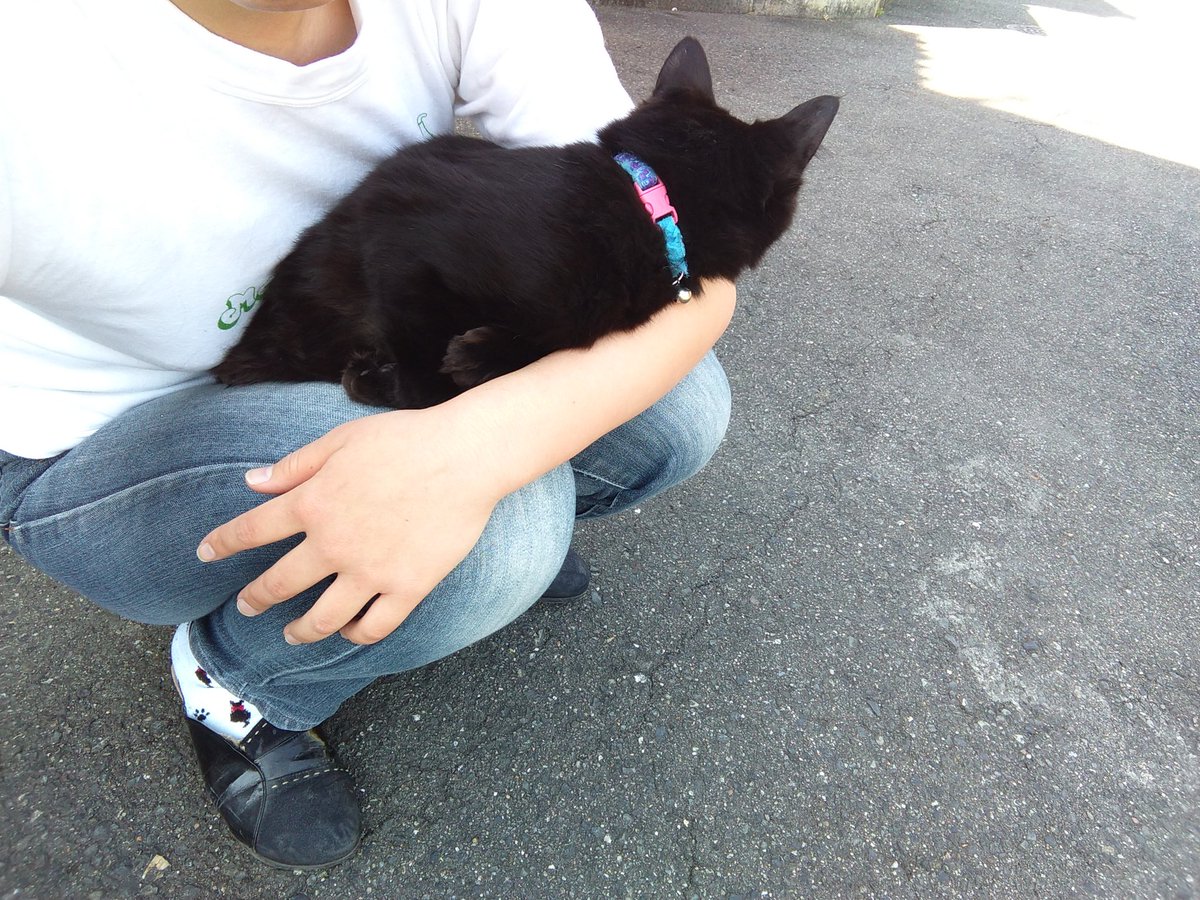 8cats_mama's tweet photo. 👵ちにて、朝の５時にベランダで猫が行方不明になりました 
少し毛の長い黒猫で、名前は愛朱香（あすか）です
場所は大阪府泉大津市
保護猫です
まだ生後10ヶ月の子猫ですが、既に大人の猫と同じくらいの大きさです
野良猫とケンカをしていなくなったので、分かりません
#拡散希望
#迷子猫 https://t.co/uHeZm9xkr8