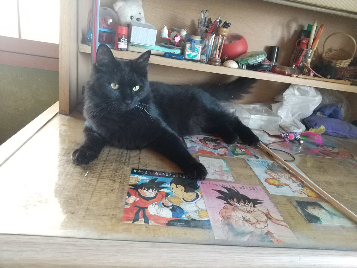 8cats_mama's tweet photo. 👵ちにて、朝の５時にベランダで猫が行方不明になりました 
少し毛の長い黒猫で、名前は愛朱香（あすか）です
場所は大阪府泉大津市
保護猫です
まだ生後10ヶ月の子猫ですが、既に大人の猫と同じくらいの大きさです
野良猫とケンカをしていなくなったので、分かりません
#拡散希望
#迷子猫 https://t.co/uHeZm9xkr8