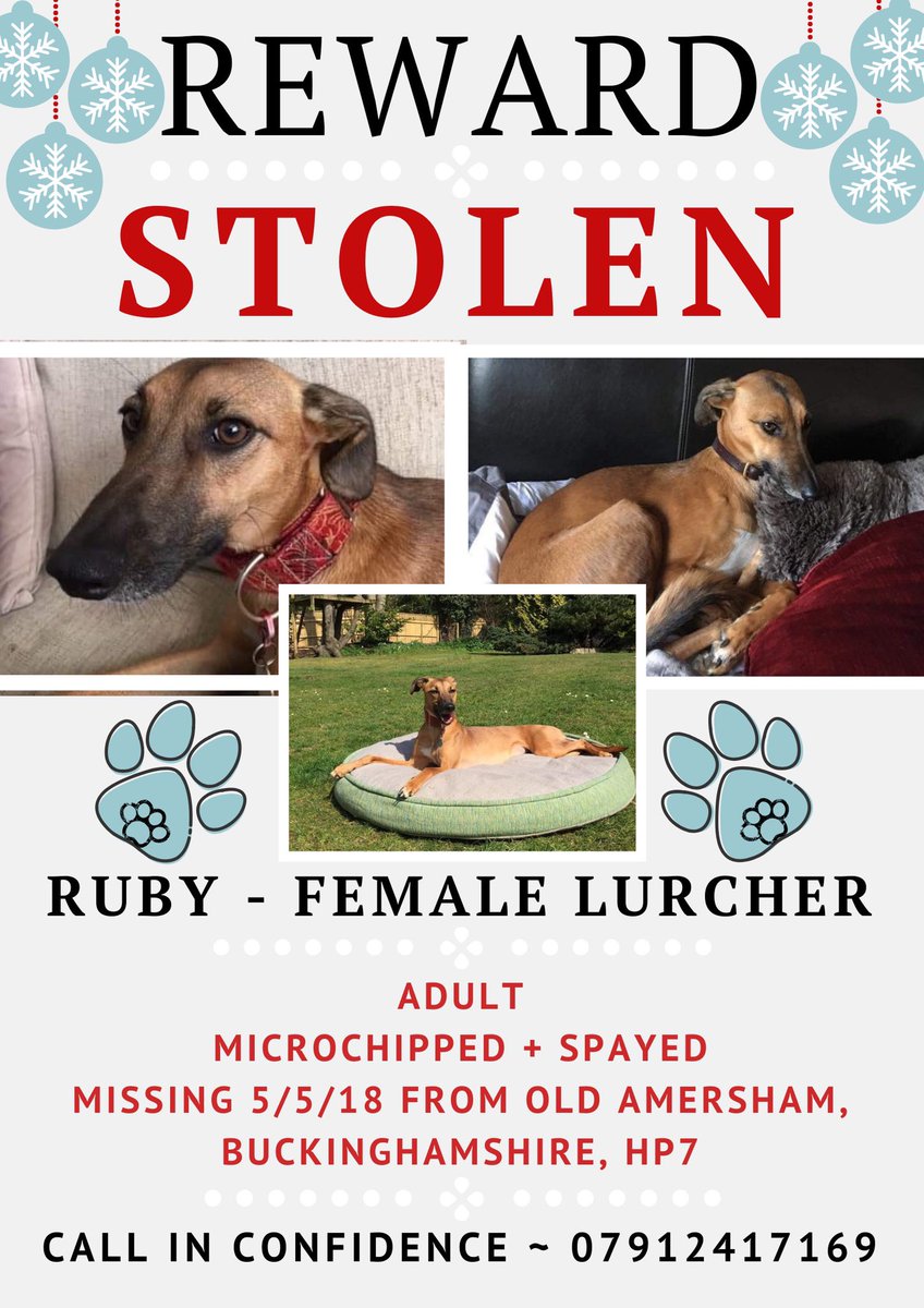 MissingPetsGB's tweet photo. 🐕Today, on the second anniversary of RUBY'S disappearance, please continue to show support for her heartbroken family.
Ruby vanished on a walk in #OldAmersham #HP7
We are all totally committed to help find her&amp; believe that someone has 
information that will help bring her home. https://t.co/7y3MgGYLfJ