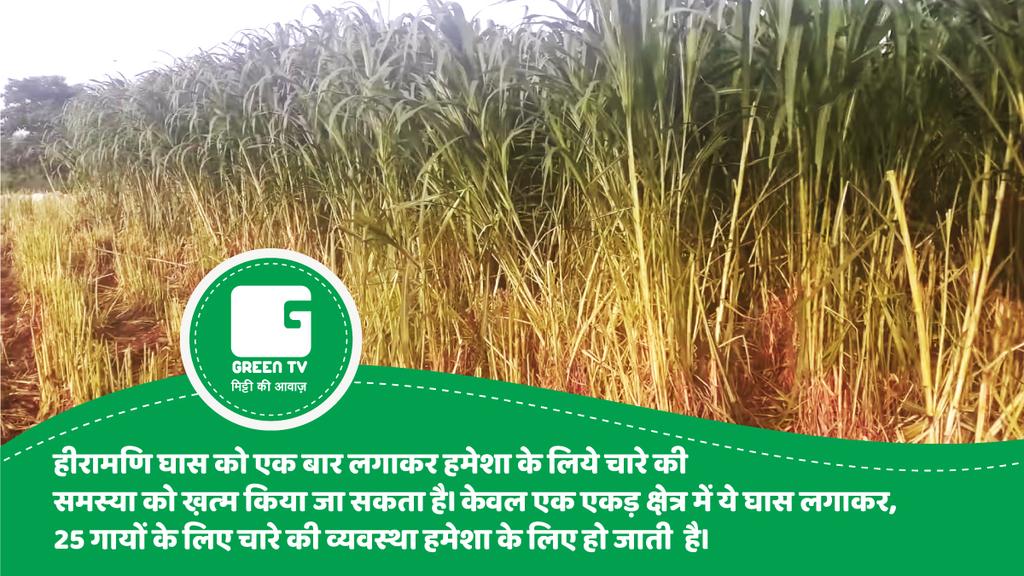 GreenTV_India's tweet photo. Do Follow @GreenTV_India
To Get Regular Updates And Knowledge About Agriculture
#GreenGyan #AgriLearnings #BasicAgriculture
हीरामणि घास एक बार लगाओ और जिंदगी भर काटते जाओ
#BasicAgriLearnings #GreenTV #Fodder #Animalfeed #हीरामणिचारा #हीरामणिघास https://t.co/TcE4DoNHcl