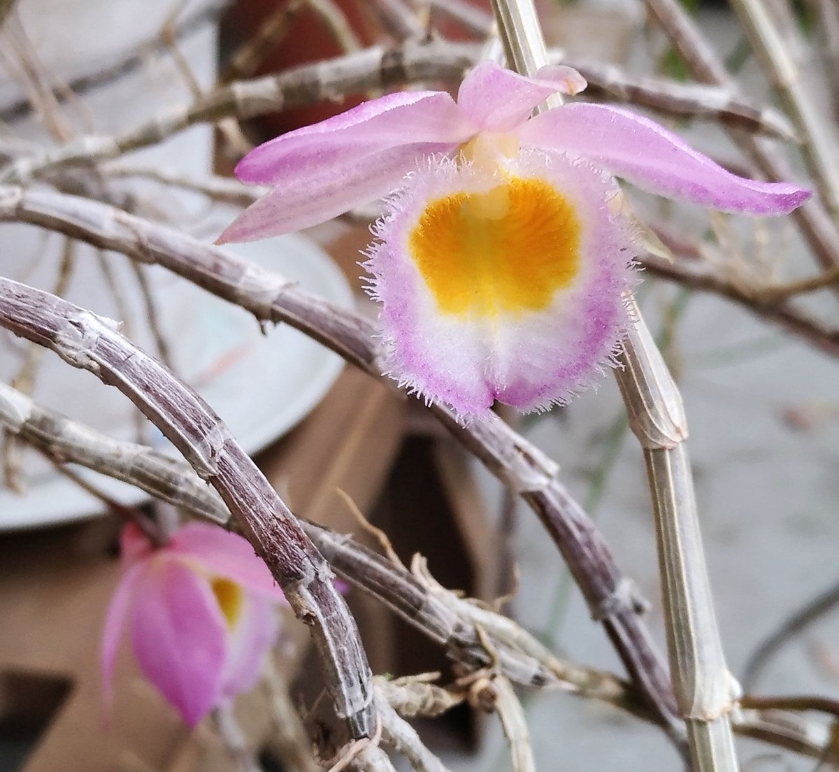 ট ইট র こころんグリーン デンドロビュームのピンクの花びらの 綺麗な花が開いています 真ん中の黄色とのコントラストが鮮やかです 暫くの間は 咲いていてくれると思います デンドロビューム ピンク 花びら 黄色 春 春の花 園芸品種 園芸