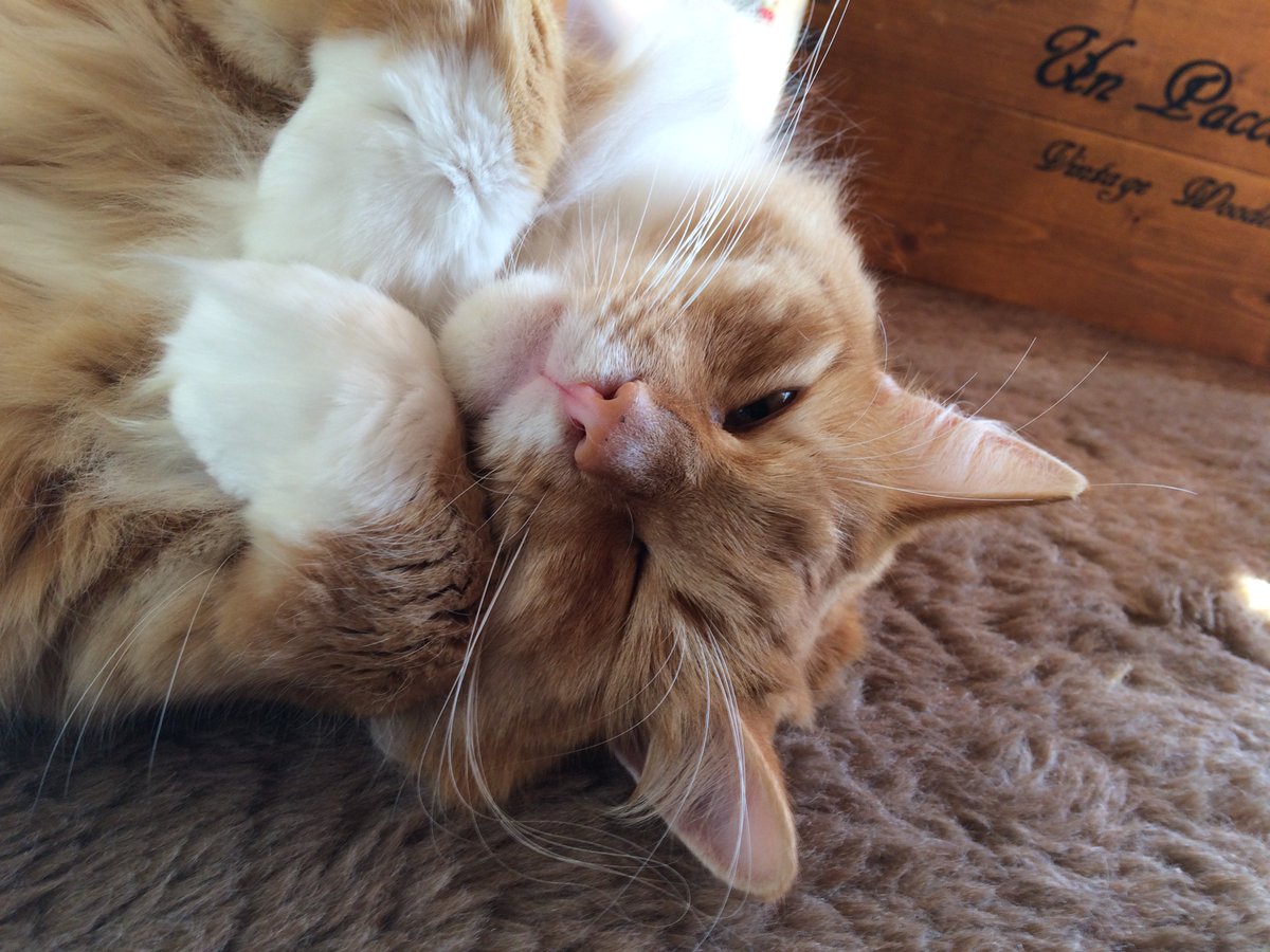 uboat717's tweet photo. 猫はずっとSTAY HOME
#猫
#STAY HOME https://t.co/6J5s4iGgjC