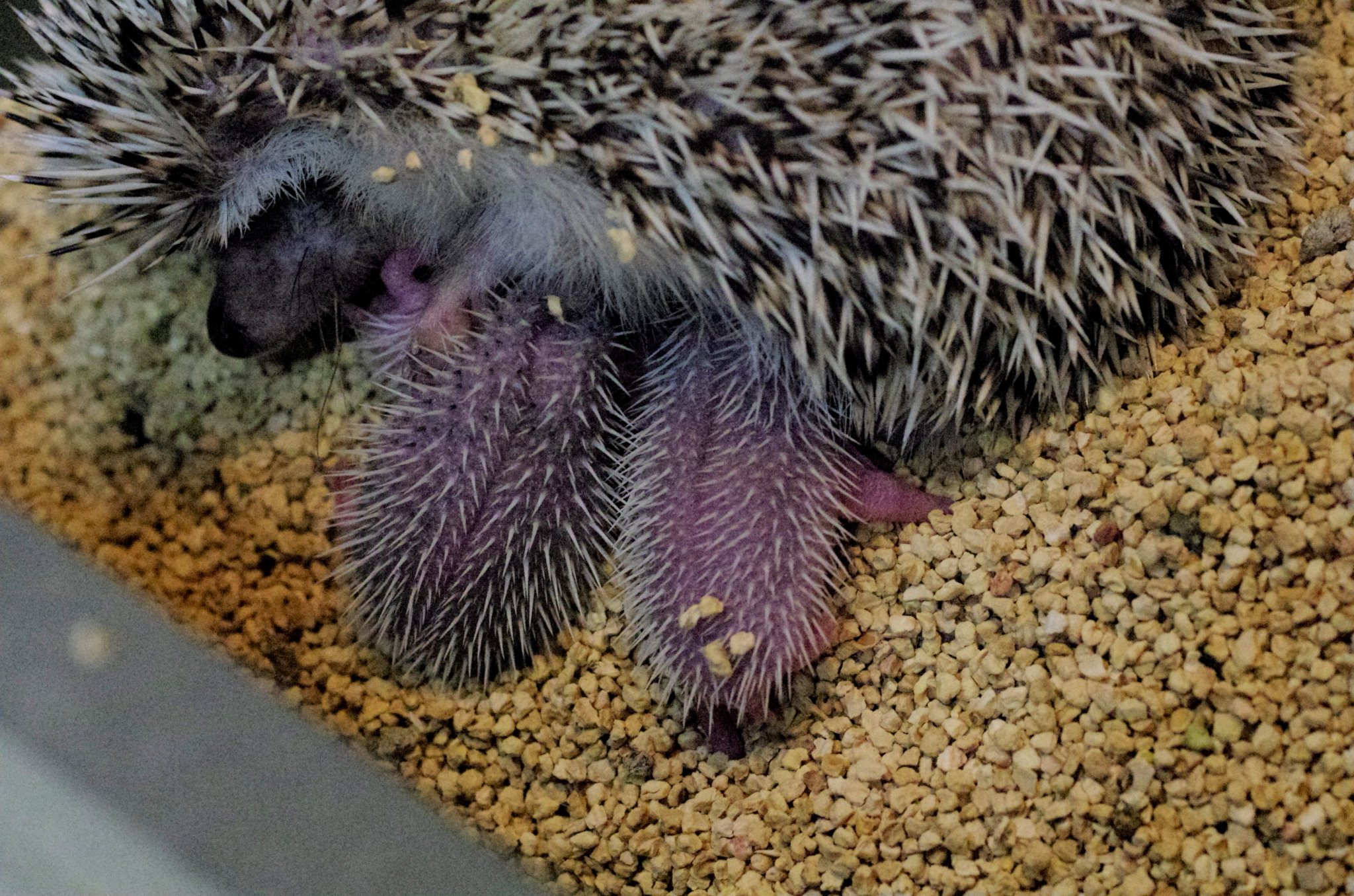 井の頭自然文化園 公式 続いて ハリネズミ 生まれたての針はやわらかいため 出産時に母親の身体は傷つきません オシドリ ヒナは親からはぐれないように 後をつけて歩きます