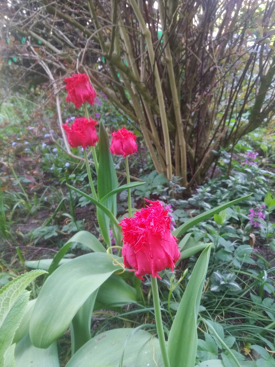 Hans Kromhout tweet media