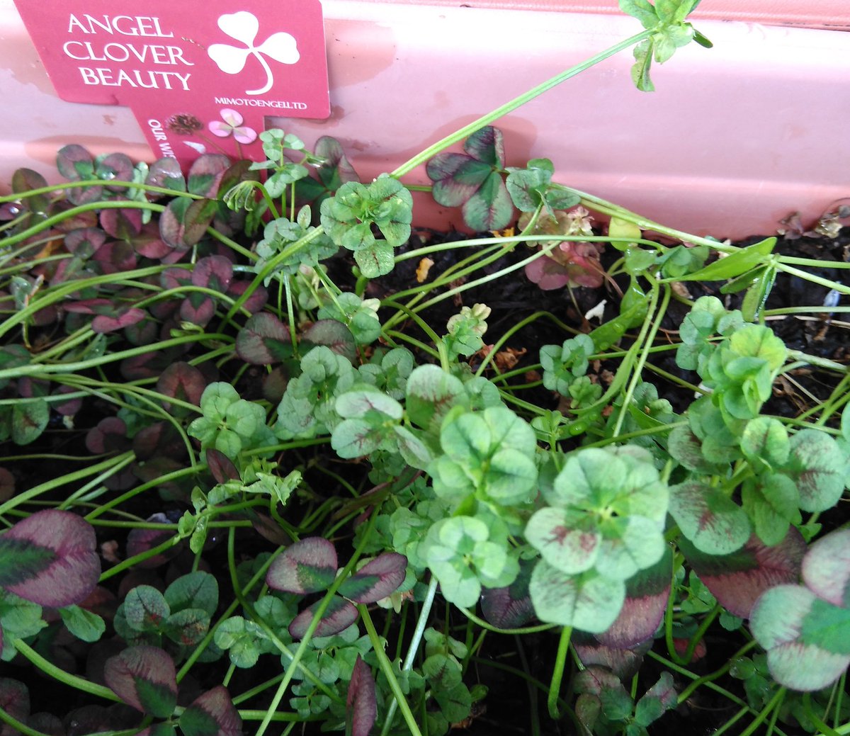 ハム太郎 On Twitter お花屋さんで苗を買ってきて ガーデニング カーネーションを植えてみました 前から育ているクローバー は 元気良すぎてのびてマス 四つ葉 どころか 何枚あるか 分からないくらいの さんも いますよ 矢祭園芸 マジカル