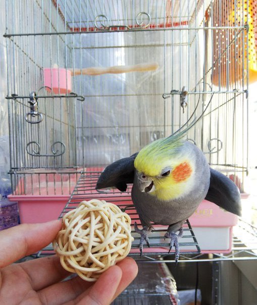 【お知らせ】
5月に開催を予定していた石綿美香先生のセミナーですがこの度中止させていただくことが決まりました。
楽しみにしていた皆様、申し訳ございません。
#ことりカフェ
#ことりカフェ吉祥寺