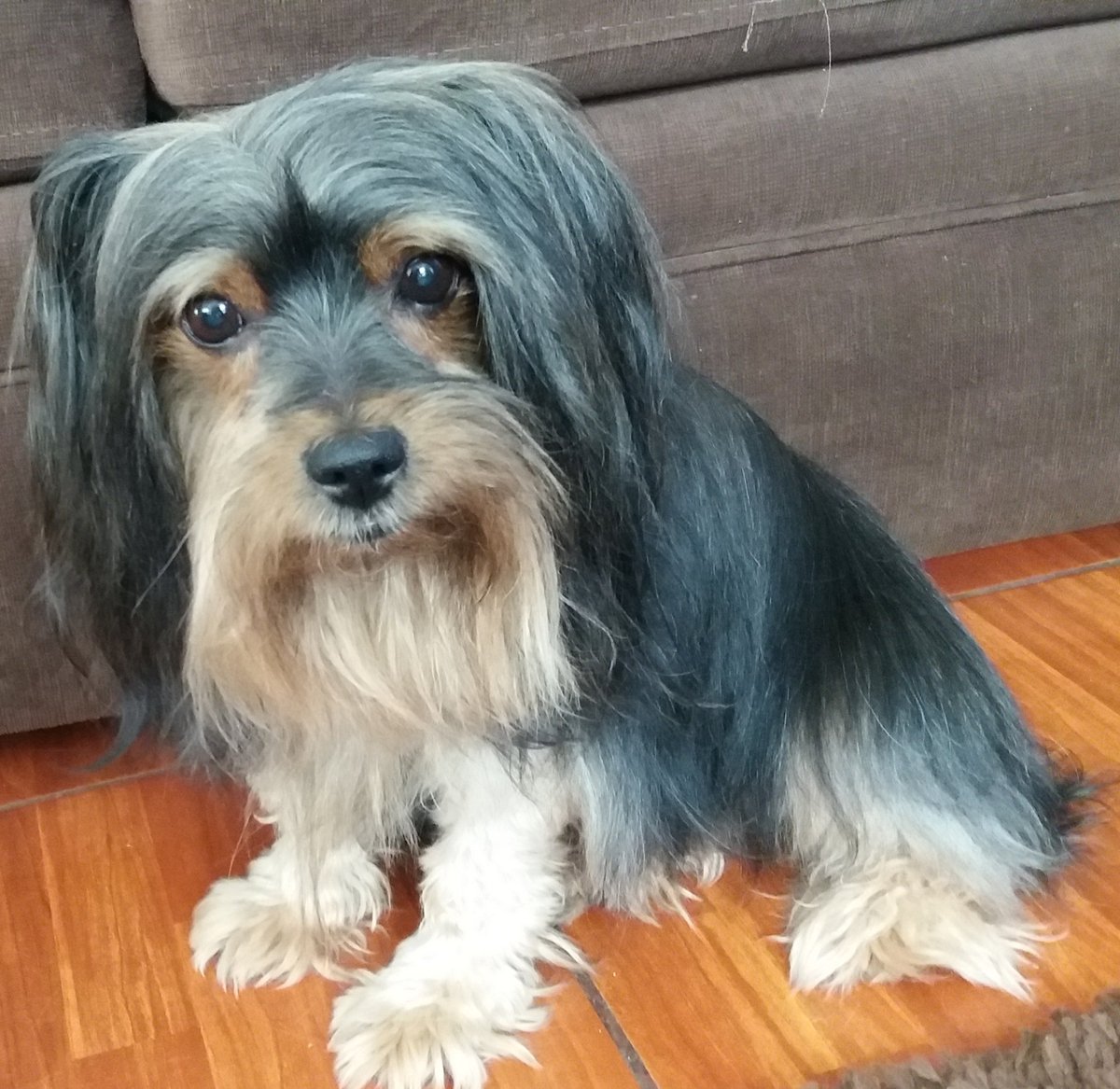 MorisLara's tweet photo. Aqui esta jack #MiMascotaUnKit https://t.co/sNLaSNdBer