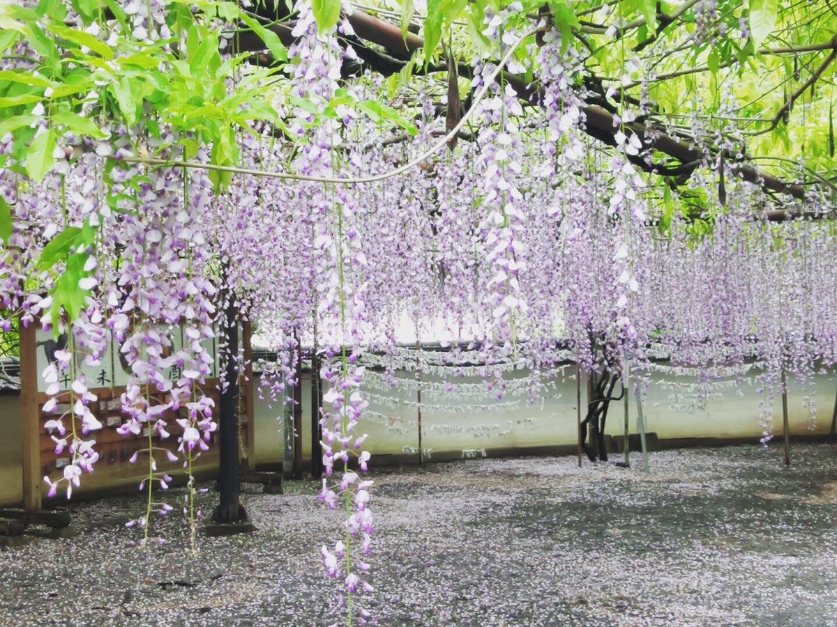 これで鬼は入ってこれない 鬼滅の刃 を彷彿とさせる見事な藤の花のカーテンが めちゃくちゃ結界張れとる 鬼滅ファンホイホイ Togetter これで鬼は入ってこれない 鬼滅の刃 を彷彿とさせる見事な藤の花のカーテンが めちゃくちゃ結界張れとる 鬼滅ファンホイホイ Togetter