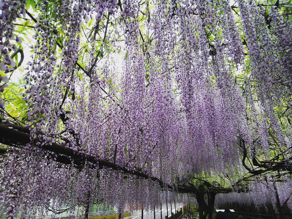 これで鬼は入ってこれない 鬼滅の刃 を彷彿とさせる見事な藤の花のカーテンが めちゃくちゃ結界張れとる 鬼滅ファンホイホイ Togetter