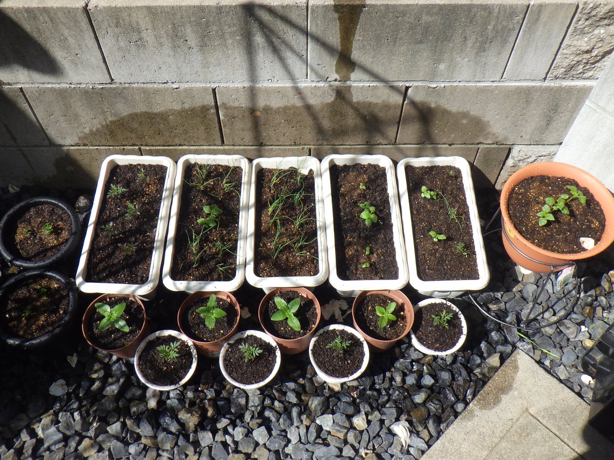 メタボルタ 本日は残りの苗のまとめ作業 コンパニオンプランツの寄せ植えで余った葉ネギ 青シソ パセリ バジル マリーゴールドの苗を余ってるプランターに詰め合わせ W パセリは活着したら北側のリーフレタスと合流 これで夏野菜の植付け