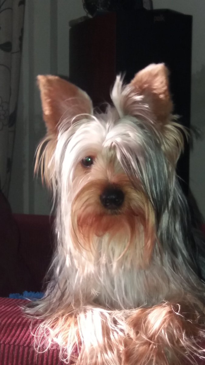 MorisLara's tweet photo. Este es ozzy #MiMascotaUnKit https://t.co/0fAprcCE3I