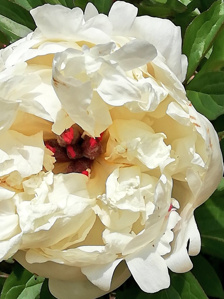 オレンジヘアー Luna 芍薬ｼｬｸﾔｸ 2つめ が きそう ハルジオン 周りの衛星部分も 開花 Twitter