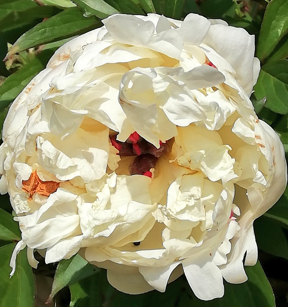 オレンジヘアー Luna 芍薬ｼｬｸﾔｸ 2つめ が きそう ハルジオン 周りの衛星部分も 開花 Twitter