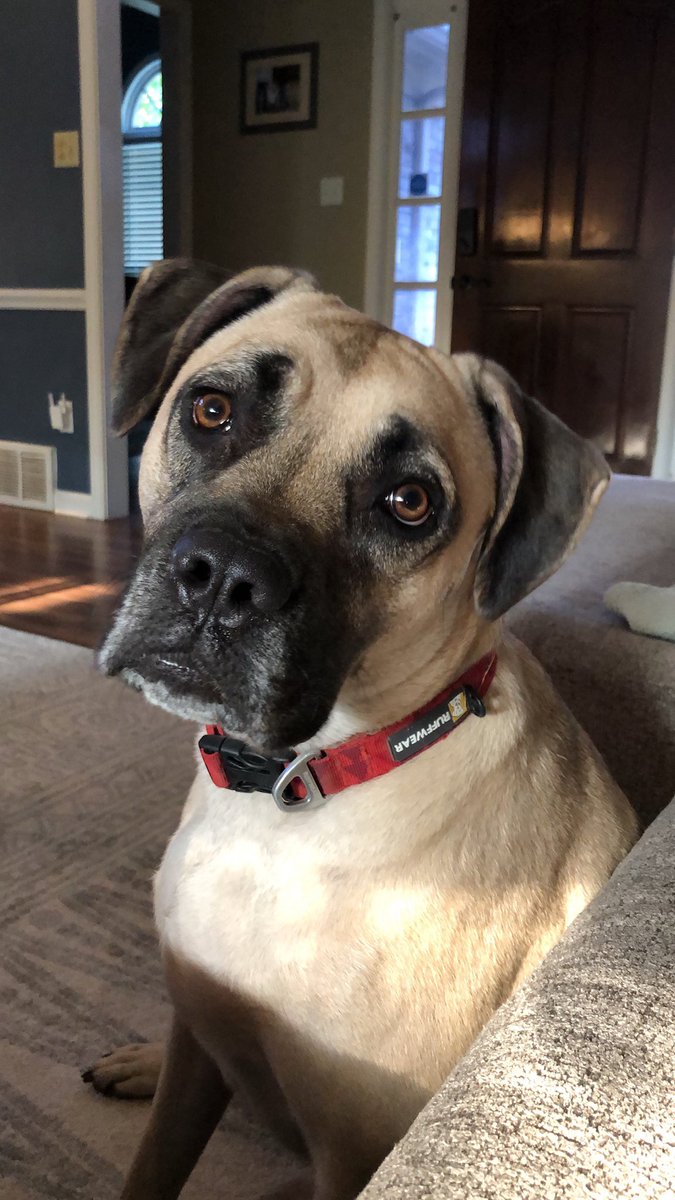 meredithnolen's tweet photo. @Local24Chelsea Meet Zoey. We got her as a puppy because the shelter told us she was a pure bred English Mastiff and would be super chill. Turns out she’s half Boxer and bat shit crazy. She’s cute tho 💁🏻‍♀️ https://t.co/3Q1tZ4I62U