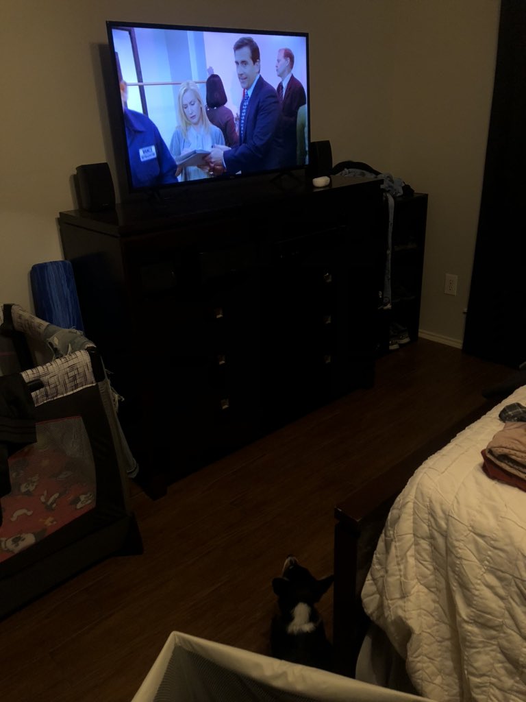 Raeleecla's tweet photo. @bunsenbernerbmd @dog_rates She watches the office and folds laundry. Multitasking like a good girl https://t.co/nDHr8LqHup