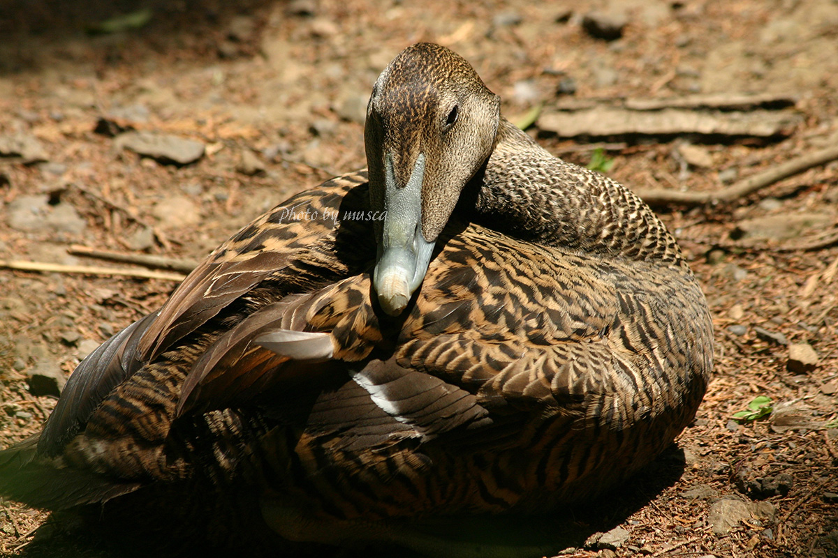 Musca 05年4月 ホンケワタガモ ホンケワタガモ 智光山公園こども動物園 T Co Eq046schc5 Twitter Musca 05年4月 ホンケワタガモ ホンケワタガモ 智光山公園こども動物園 T Co Eq046schc5 Twitter