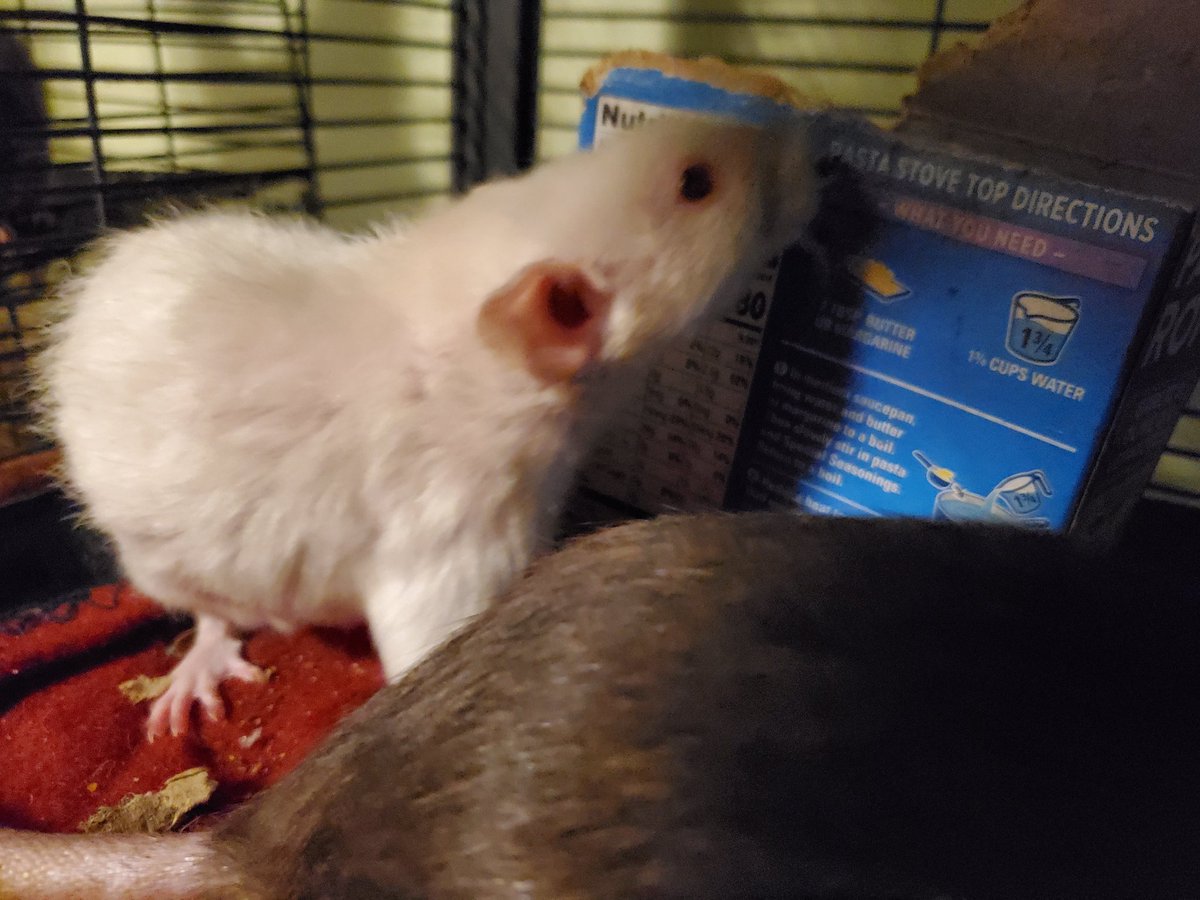 ZakariyaAliSher's tweet photo. The babies have blocked off the lower level off their cage with cardboard boxes. Not exactly sure what the end game here is, but great job!
#animals #rats #pets #rodents #fancyrats #petrats #babyrats #ratties #Rattusnorvegicus #Himalayanrats #Himis #dumborats #ratsoftwitter #cute https://t.co/3CNTlONkWh