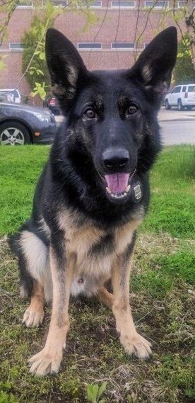 NYPDCT's tweet photo. Five years ago today, Detective Brian Moore succumbed to injuries he sustained two days earlier. He was shot &amp; killed when he stopped to question a suspicious person. 

Our @NYPDCT Bomb Squad #K9 Moore was named in his honor. We will #NeverForget his sacrifice. #FidelisAdMortem https://t.co/2XARDujjP0