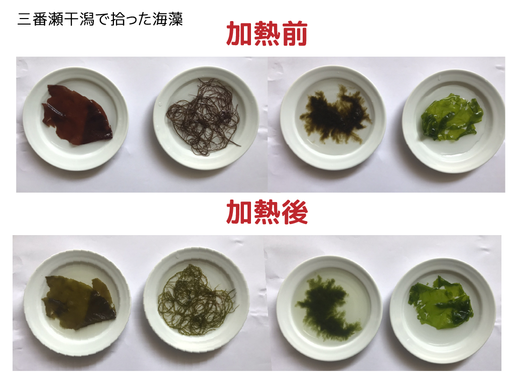 ふなばし三番瀬環境学習館 本日5 5は わかめの日 ということで 海藻を使った簡単な実験をしてみたいと思います 小皿に水を張り 三番瀬干潟で拾ってきた赤色 緑色 茶色 褐色 の海藻を500wで1分加熱しました 加熱の前後でどんな変化があるでしょ ふなばし三番瀬環境学習館 本日5 5は わかめの日 ということで 海藻を使った簡単な実験をしてみたいと思います 小皿に水を張り 三番瀬干潟で拾ってきた赤色 緑色 茶色 褐色 の海藻を500wで1分加熱しました 加熱の前後でどんな変化があるでしょ