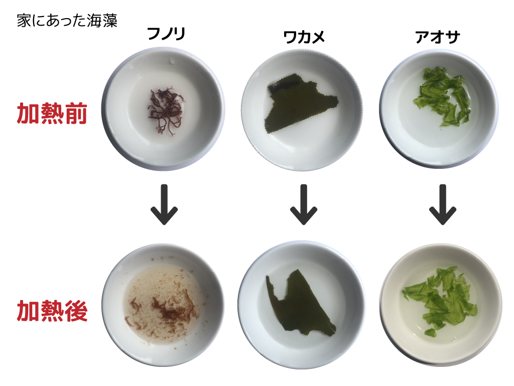 ふなばし三番瀬環境学習館 本日5 5は わかめの日 ということで 海藻を使った簡単な実験をしてみたいと思います 小皿に水を張り 三番瀬干潟で拾ってきた赤色 緑色 茶色 褐色 の海藻を500wで1分加熱しました 加熱の前後でどんな変化があるでしょ ふなばし三番瀬環境学習館 本日5 5は わかめの日 ということで 海藻を使った簡単な実験をしてみたいと思います 小皿に水を張り 三番瀬干潟で拾ってきた赤色 緑色 茶色 褐色 の海藻を500wで1分加熱しました 加熱の前後でどんな変化があるでしょ