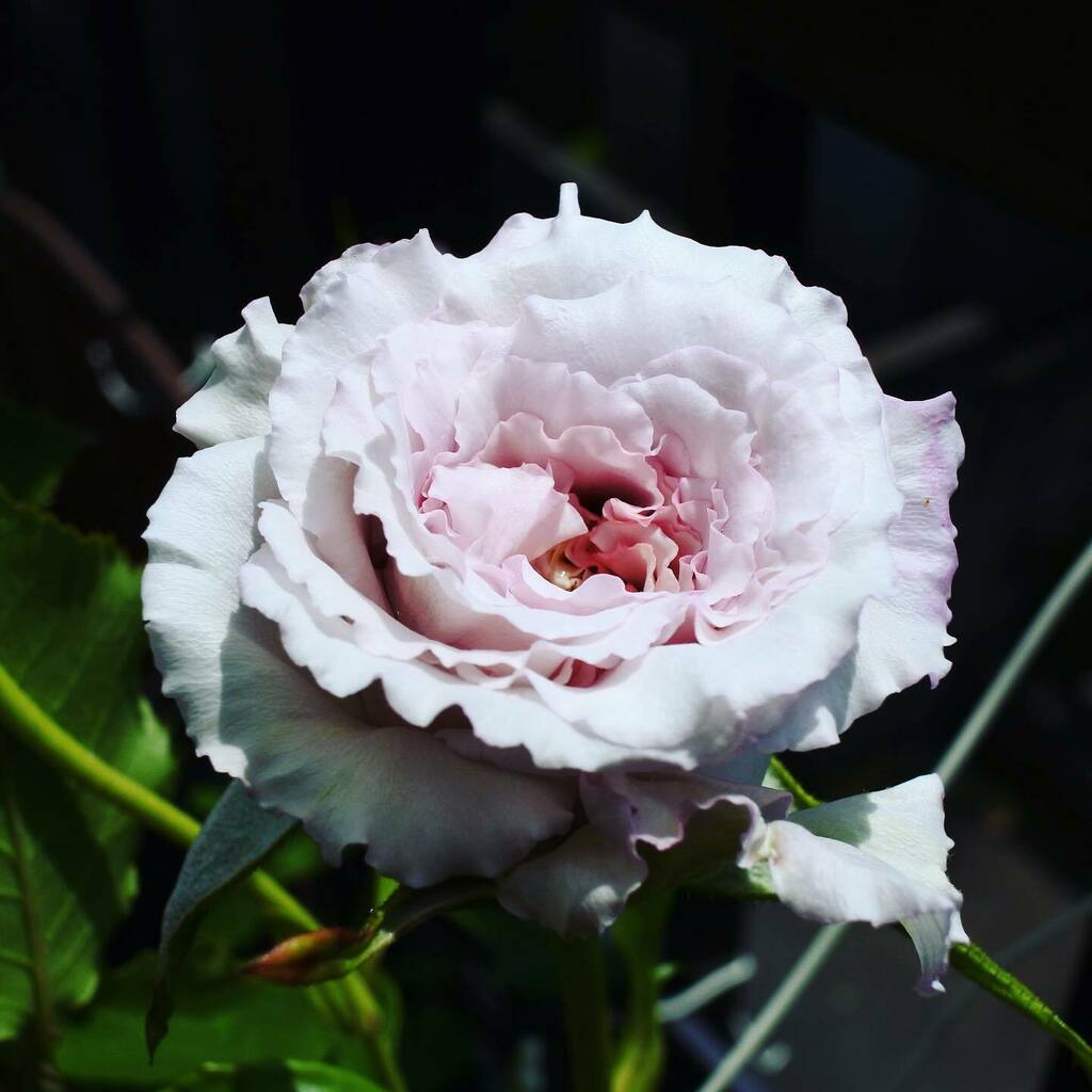 黛玉 Twitter Search Twitter