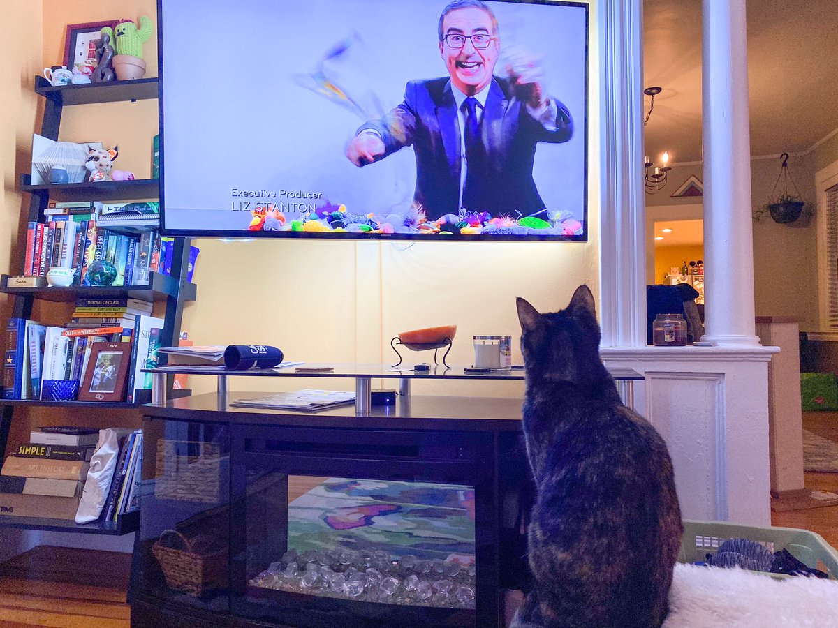 SaraCody's tweet photo. .@iamjohnoliver you got Mavisβs attention! π§ΆπΈ #CatWeekTonight @LastWeekTonight https://t.co/F0Wd2ga7al