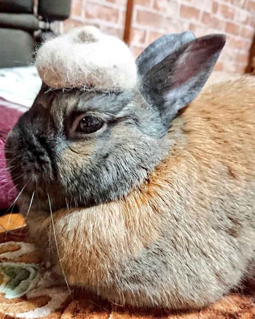 ことこ 猫ちゃんで流行りの抜け毛で帽子をうさぎでも作ってみました 抜け毛帽子 ネザーランドドワーフ うさぎのいる暮らし うしゃぎのきなこ