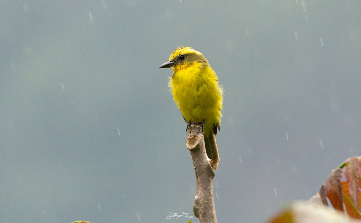 Ediltorres_foto's tweet photo. Bienteveo cejiamarillo, una belleza de las montañas de Colombia, recuerdo del  #GlobalBigDay 2019, preparándonos para el #GlobalBigDayColombia2020 

#pajareodesdecasa #CadaAveCuenta #globalbigday! #QuedateEnCasa https://t.co/YLAyUWybxu