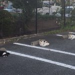 動物も理解してる？？猫のソーシャルディスタンスw