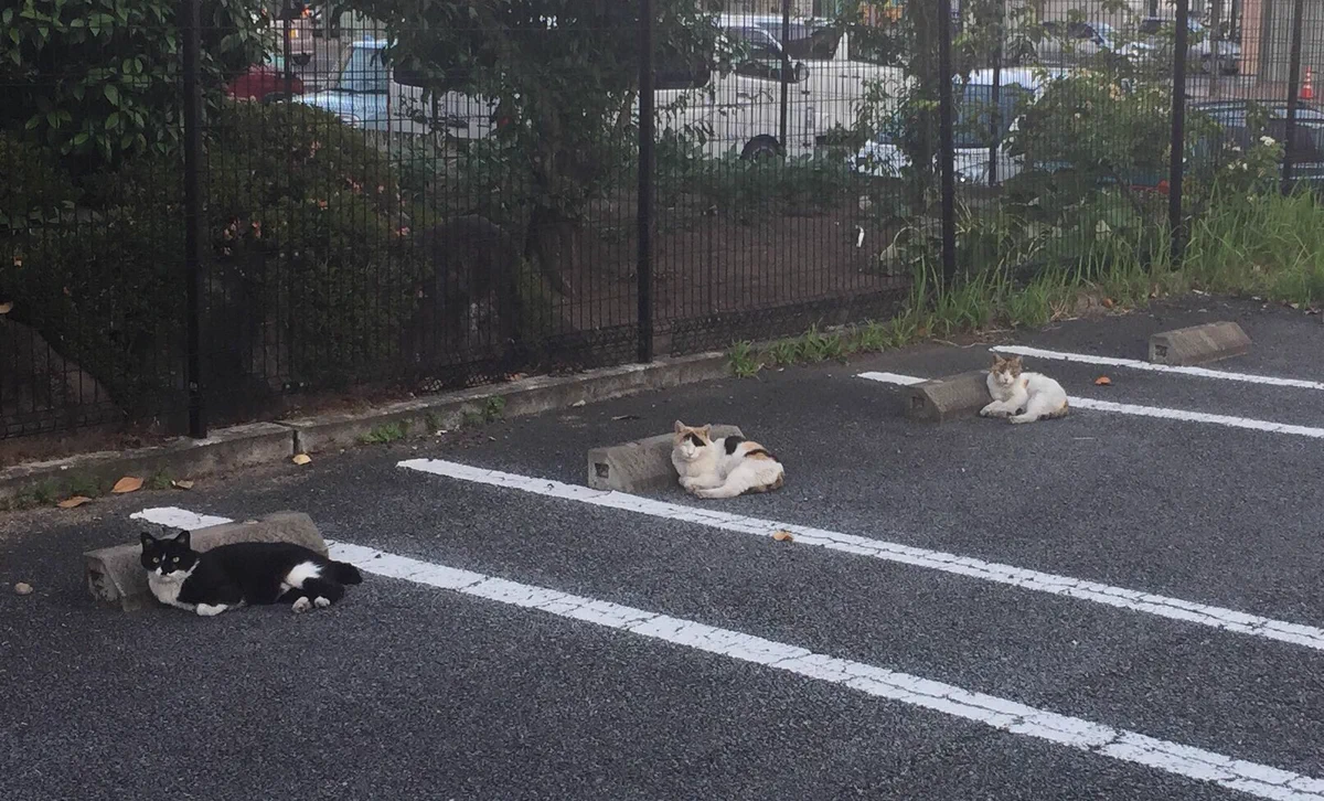 動物も理解してる？？猫のソーシャルディスタンスｗｗ