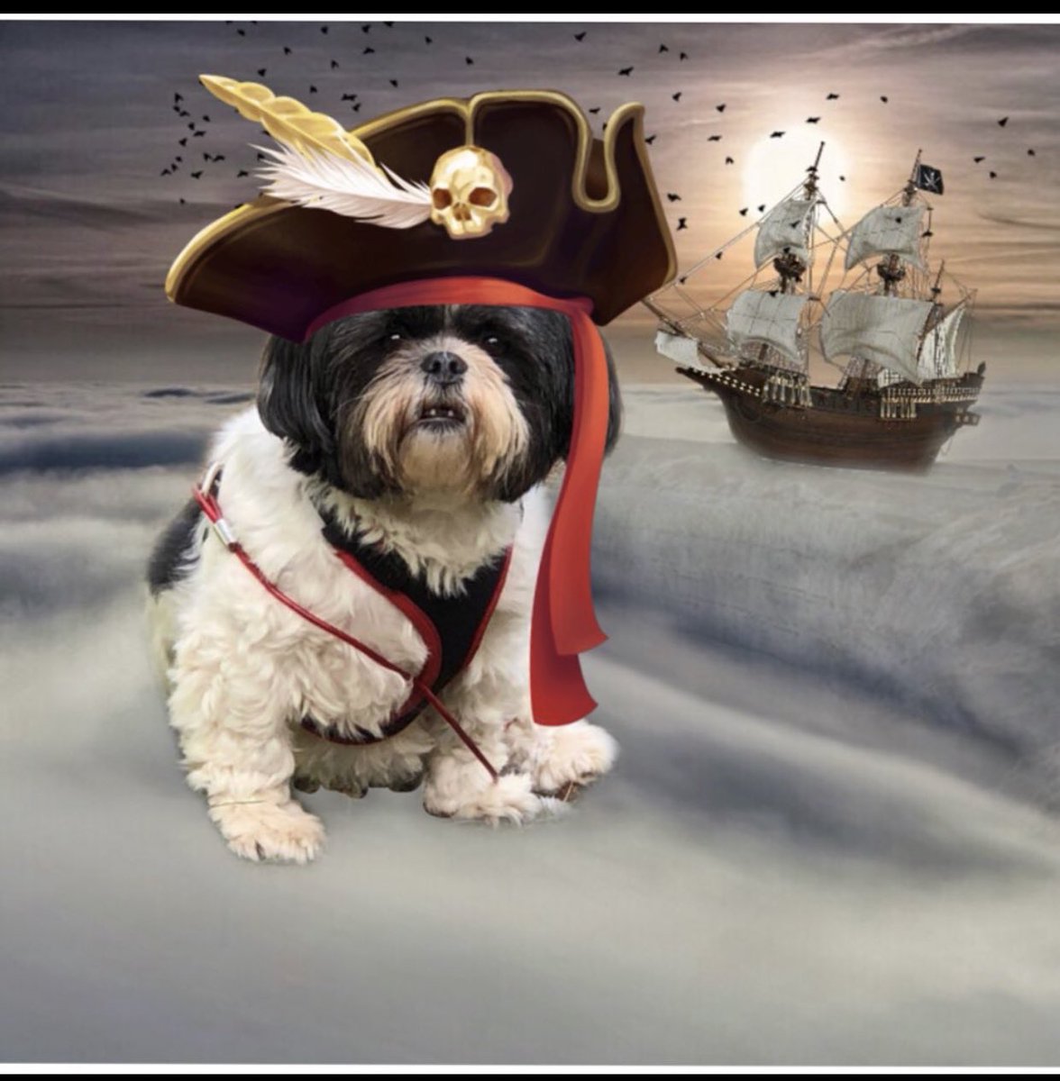 WidgetGizmo's tweet photo. @DoodleNessa @DoglessGirl #ZSHQ
#Aviators
#ChangsGang
#PorchPals
#DogsofTwittter
#CatsOfTwitter

https://t.co/XFzZIMVWnm https://t.co/GmNieVaPMx