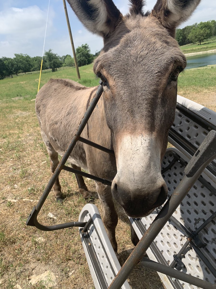jenngeorge4's tweet photo. So, Bobo got himself in a bind today. He was able to wiggle out of the table before I had to pay a mobile vet bill and is doing just fine after his evening treats. 
#boboinabind
#wonkydonkey
#Ilovemydonkey
#mydonkeyissmarterthanyours https://t.co/L3JlD4d891