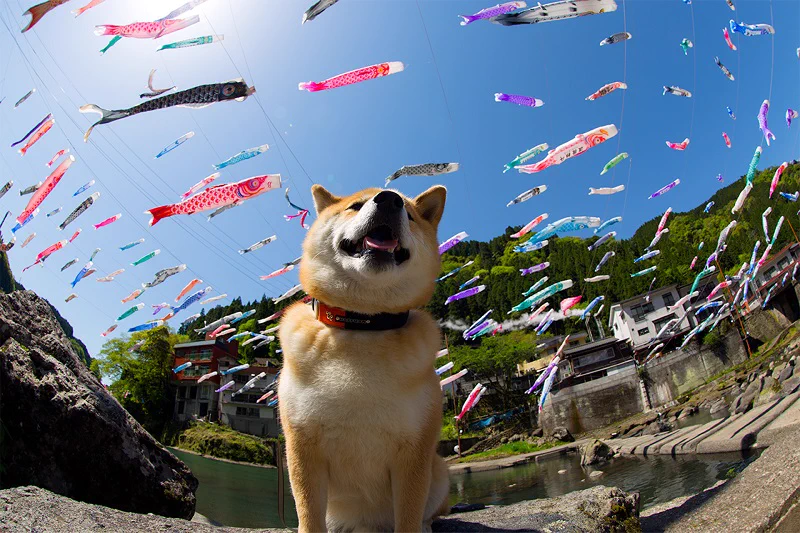 【5月5日は子どもの日】いつの日かのこいのぼりを見上げる柴犬まるの可愛さ