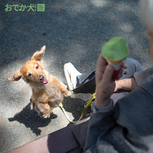 おでか犬 Lineスタンプ Odekakensticker Twitter