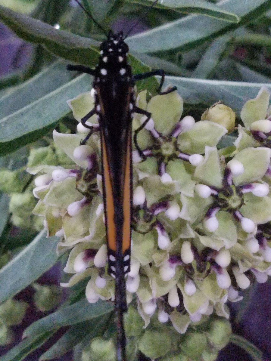 raneel's tweet photo. Reagan's caterpillar made its final transformation into a butterfly today. And, Flat Stangle was here to witness it.  Such an exciting day! @stangle4th #flatstangle https://t.co/QFghgoR4An