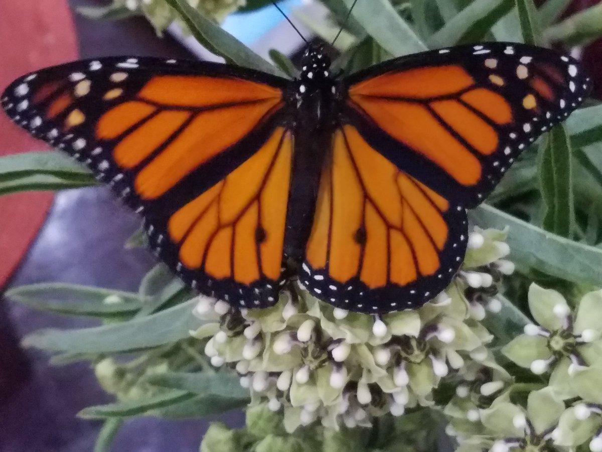 raneel's tweet photo. Reagan's caterpillar made its final transformation into a butterfly today. And, Flat Stangle was here to witness it.  Such an exciting day! @stangle4th #flatstangle https://t.co/QFghgoR4An