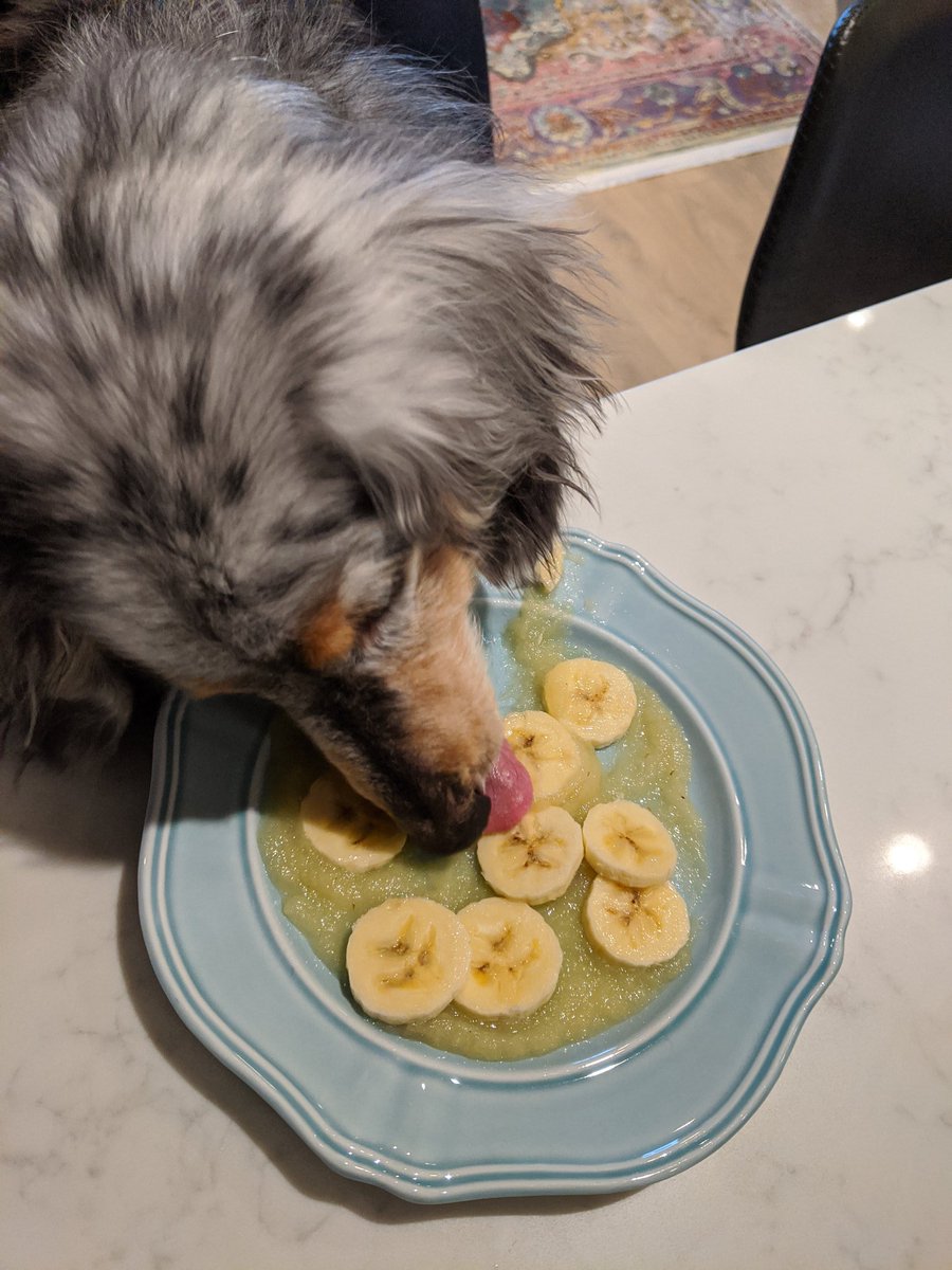 Our little Fletcher is 15 today! Where does the time go? #oldmanbaby #greylikedad #livesforbanana