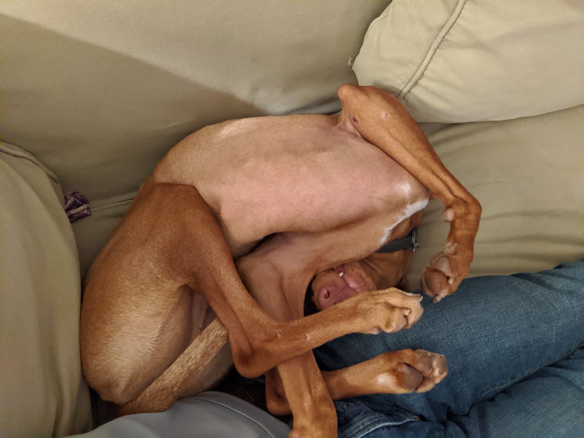 I thought we had a dog, turns out it's a pretzel.
