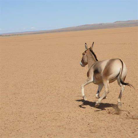 Odriig shan ongoruuleerei